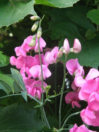 Rosenvial Lathyrus latifolius , perenn klätterväxt