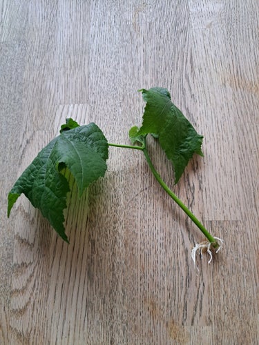 Klockmalva stickling med rötter