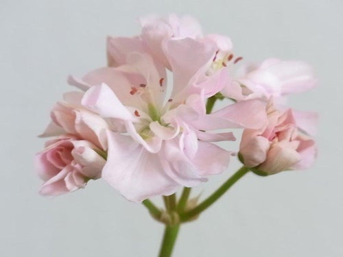 Rotad Stickling av Pelargonen Elnaryds Miranda