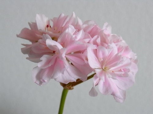 Rotad Stickling av Pelargonen Elnaryds Miranda