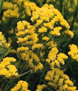 Blårisp ’Yellow’, en pigg kontrast i buketter!