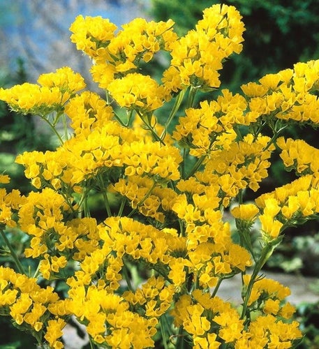 Blårisp ’Yellow’, en pigg kontrast i buketter!