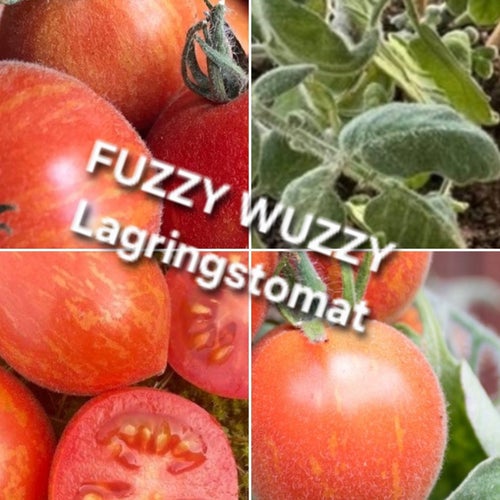 Fuzzy Wuzzy Rödstimmig ampel och lagringstomat - 10 sättfrön. Frakt ingår