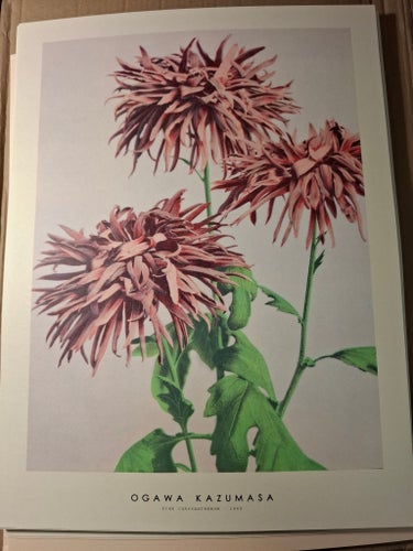 Poster -Pink