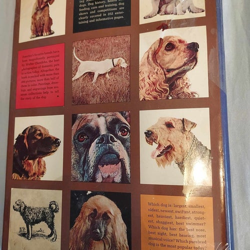 Bok The Treasure of DOGS 1964 Golden Press Bredd 21,5 Höjd 30 cm