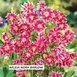 AKLEJA Nora Barlow 40 frön