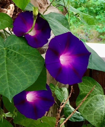 Purpuvinda "Blomman för dagen" Grandpa Ott Morning Glory 40 fröer frön