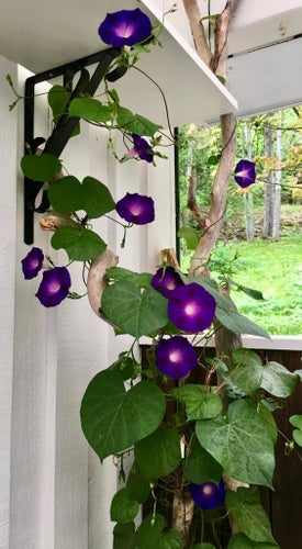 Purpuvinda "Blomman för dagen" Grandpa Ott Morning Glory 40 fröer frön