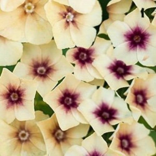 Flox Drummondii Creme Brulee