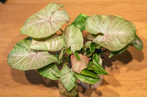 Syngonium Pink Candy
