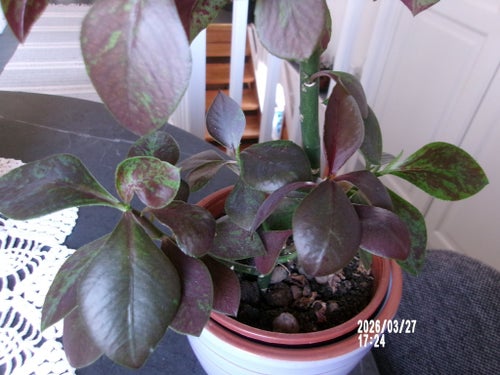 RÖD GUMMIPLANTA (ca 30 cm och rotat)