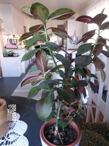 RÖD GUMMIPLANTA (ca 30 cm och rotat)
