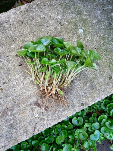 Hasselört Asarum Europeum trädgård