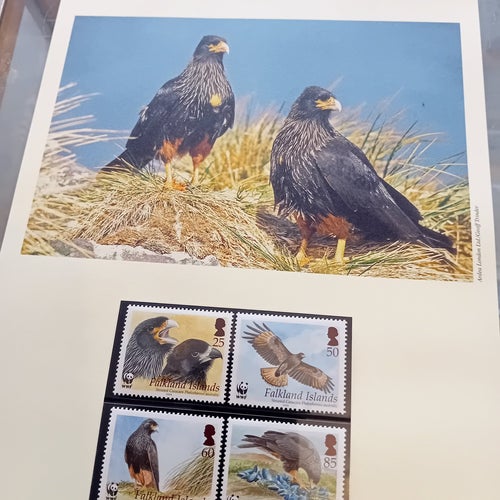 FALKLAND ISLANDS Streckad caracara WWF serie + 4 fdc från 2006