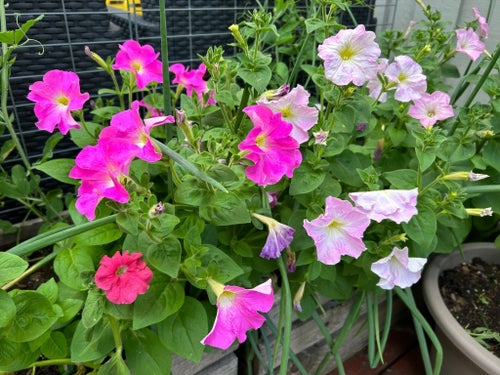 Petunia multiflora 0.2 ml frörör