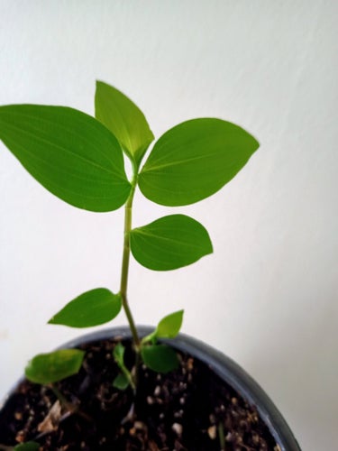 TRADESCANTIA - planta