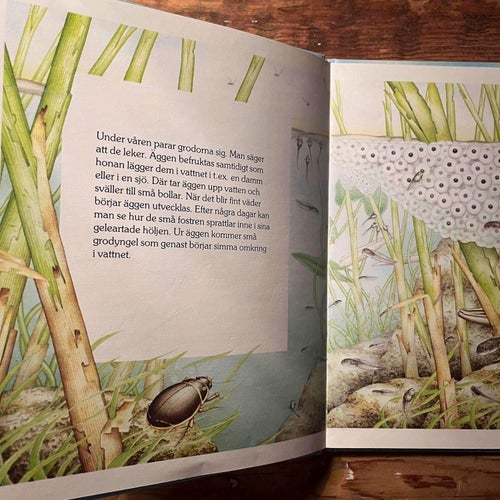 Grodor - Vackra bilder - barnbok Bilder Ill - Lane