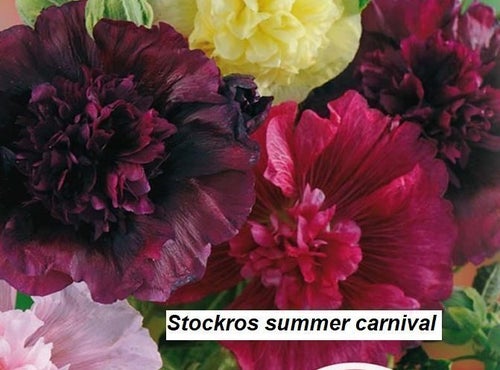 Stockros Summer Carnival 10 frön