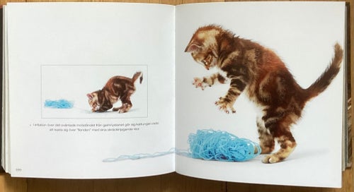 Katter, Cube Book med 735 sidor med bilder på olika katter.