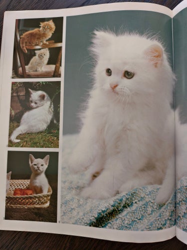 bildbok för kattälskare (picture book for cat lovers)