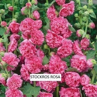Stockros Rosa Dubbel 8 frön