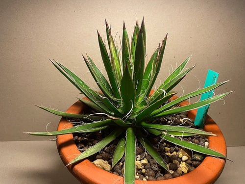 Agave polianthiflora