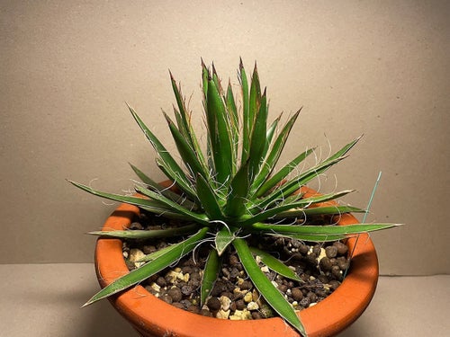 Agave polianthiflora