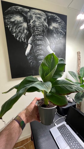 Musa acuminata ‘Super Dwarf Cavendish’ – Välrotat skott från extremt kompakt mod