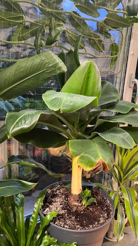 Musa acuminata ‘Super Dwarf Cavendish’ – Välrotat skott från extremt kompakt mod
