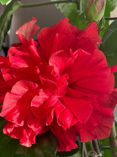 Vackraste hibiskus stora dubbla blommor, STOR PLANTA