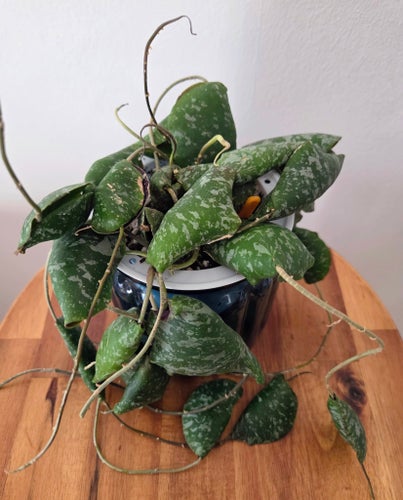 Hoya Imbricata (Raritet!)