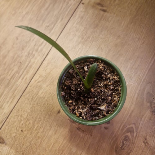 Clivia miniata ( Mönjelilja ) orange- planta nr.2