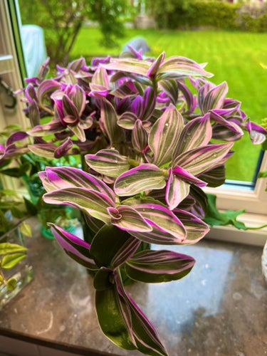 4 stycken sticklingar Tradescantia Nanouk rotade