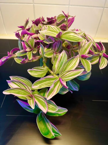 4 stycken sticklingar Tradescantia Nanouk rotade