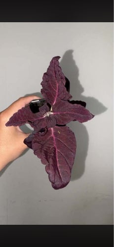 Palettblad Coleus