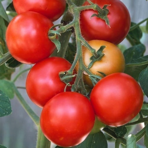 Moneymaker- Solanum lycopersicum - sortäkta - minst 10 st sättfrön. Frakt ingår