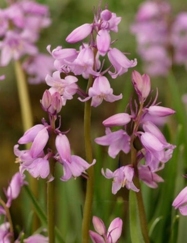 Spansk klockhyacint, rosa, Hyacinthoides hispanica. 15st frön.