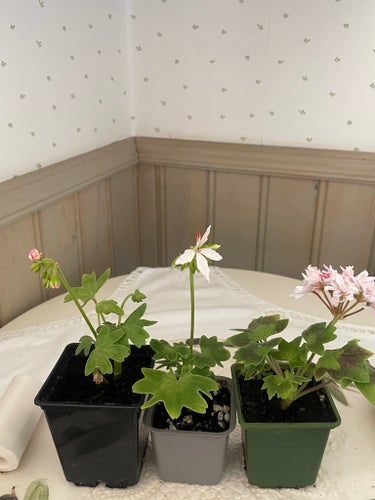 Stjärnpelargoner