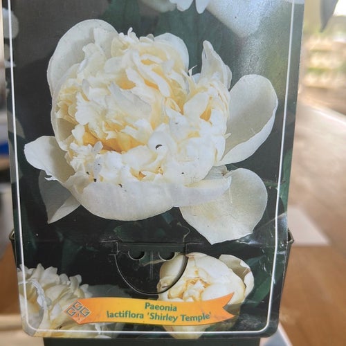 Paeonia lactiflora 'Shirley Temple'