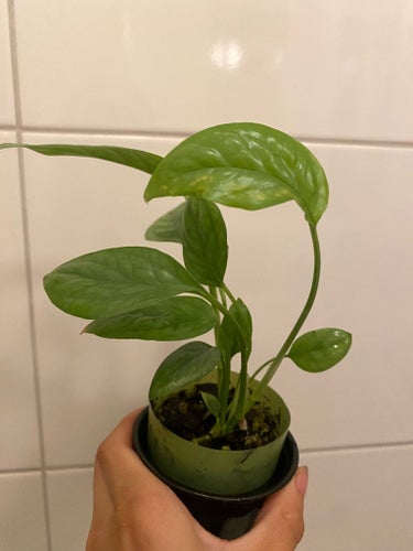 Pothos cebu blue