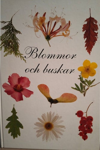 Blommor och buskar