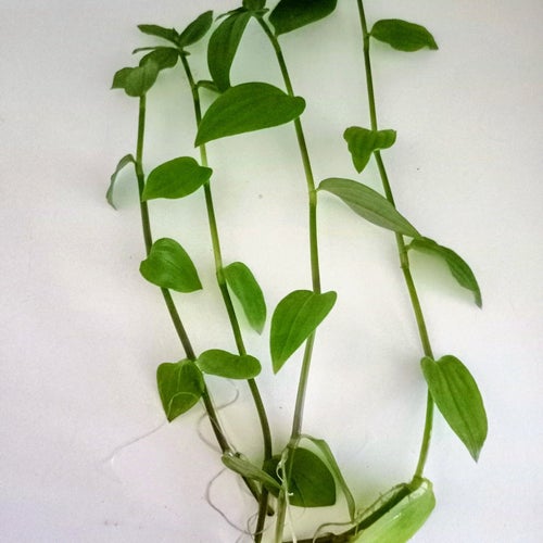 Tradescantia 4 st .sticklingar