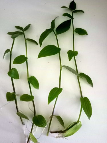 Tradescantia 4 st .sticklingar