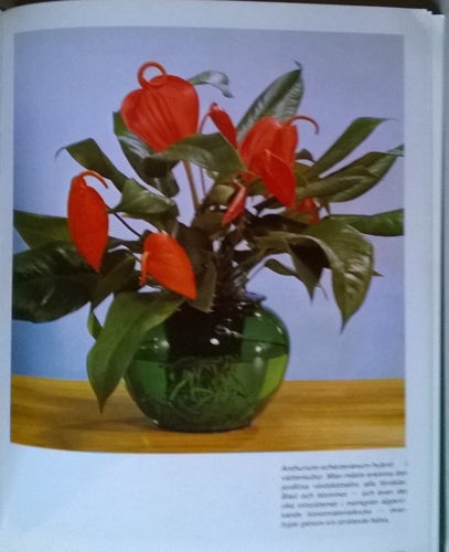 BO MED BLOMMOR. Hur man väljer och odlar av Rob Herwig / Margot Schubert