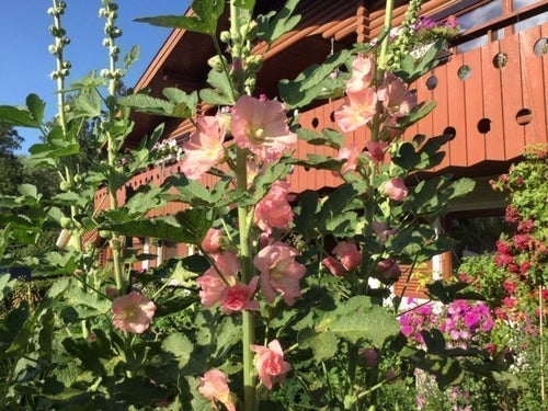 Skir rosa Stockros