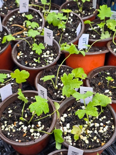 PLANTA RIDDARSPORRE Delphinium Elatum