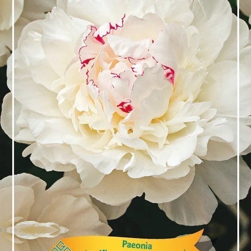 Paeonia ‘Festiva Maxima’