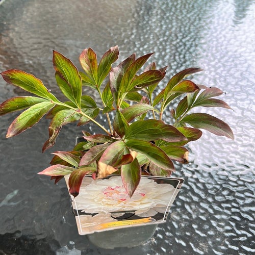 Paeonia ‘Festiva Maxima’