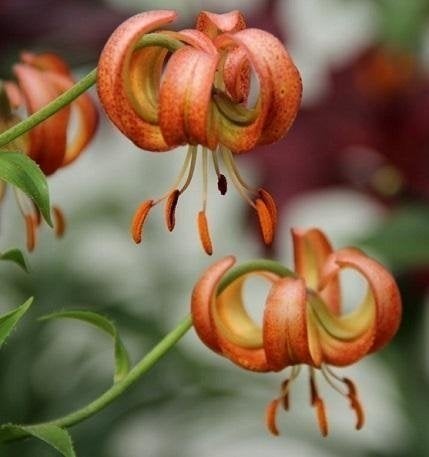 Lilium martagon 'ROSE ARCH FOX' - Krollilja - LÖK