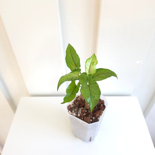 Syngonium orm manee mutation